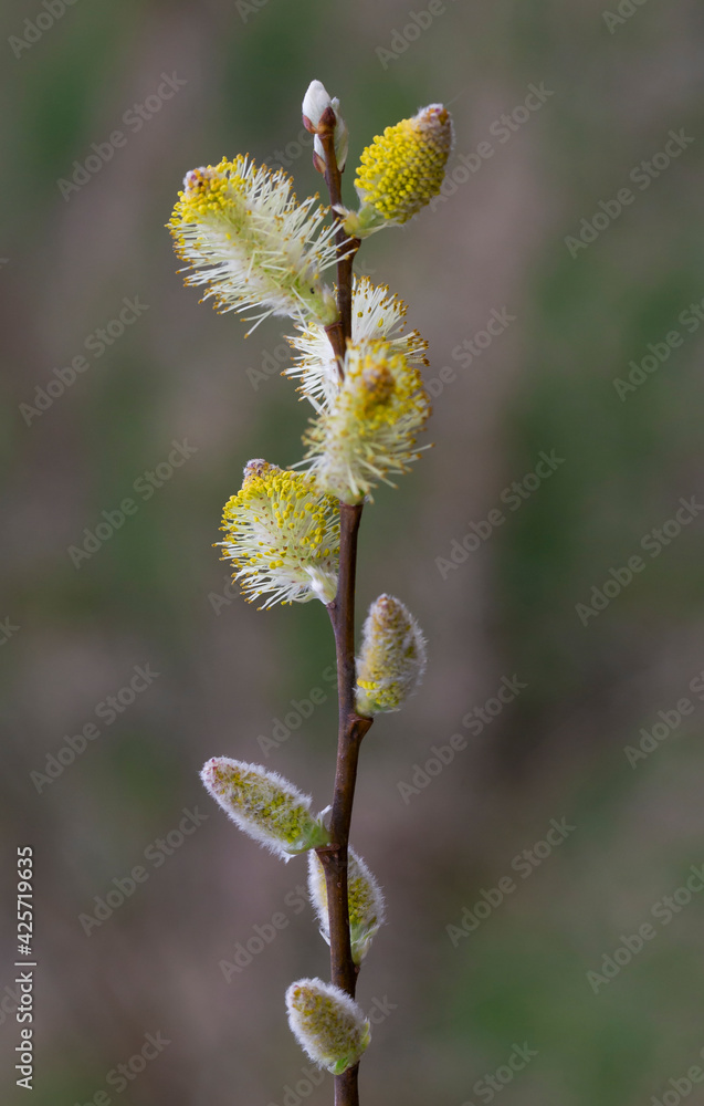 Willow branches with fluffy cats with a blurred background. Soft and gentle spring background with copy space. Easter or Spring background with flowering willow branches against blue sky in sunlight. Willow branches with fluffy cats with a blurred background. Soft and gentle spring background with copy space. Easter or Spring background with flowering willow branches against blue sky in sunlight.