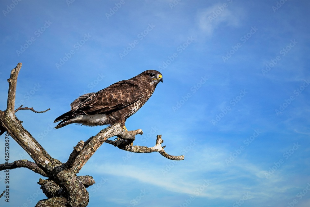 Obraz premium Perching buzzard