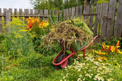 The garden cart is filled with cut grass. Cleaning of weeds and herbs in the garden.