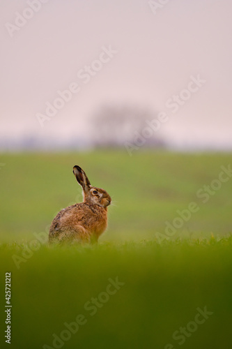 Brown hare - Lepus europaeus sitting on the field © Creaturart