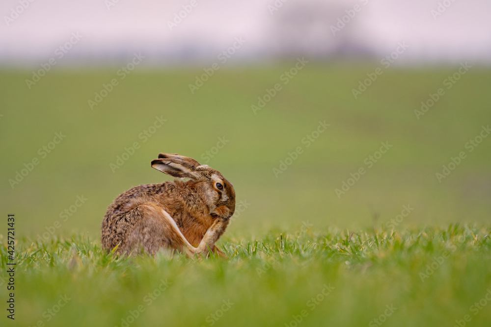 Fototapeta premium European hare (Lepus europaeus) , foot care , scratching , itch