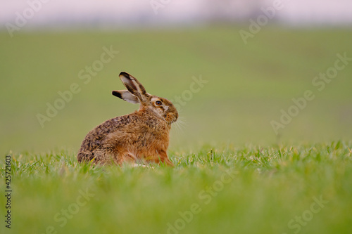 Brown hare - Lepus europaeus sitting on the field © Creaturart