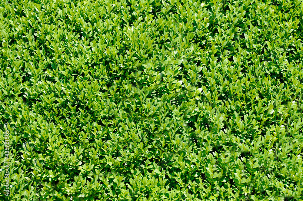 Close-up of a solid wall of green leaves in the open air