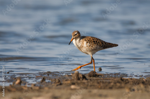 фотографія Ruff - Calidris pugnax - wading bird on the lake