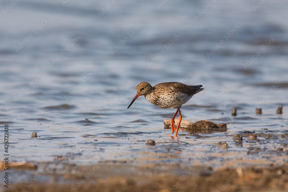 Common redshank - Tringa totanus - shorebird Common redshank - Tringa totanus - shorebird