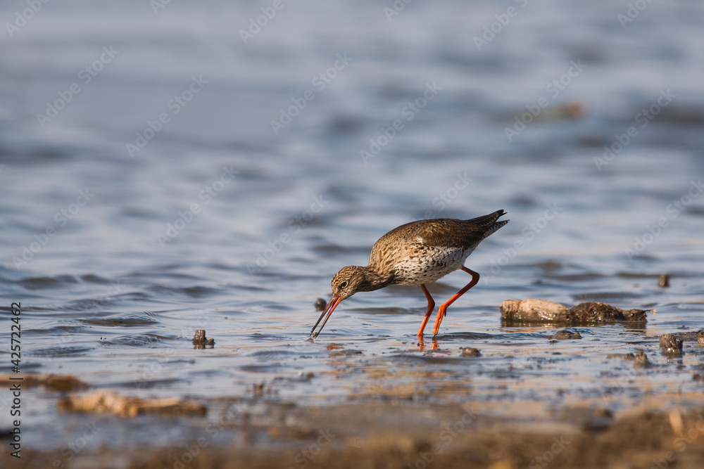 Common redshank - Tringa totanus - shorebird Common redshank - Tringa totanus - shorebird