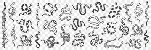 Various snakes of different patterns doodle set. Collection of hand drawn wild snakes cobra python wriggling on ground ready to bite isolated on transparent background