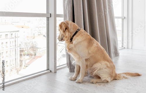 Golden retriever dog at home interior