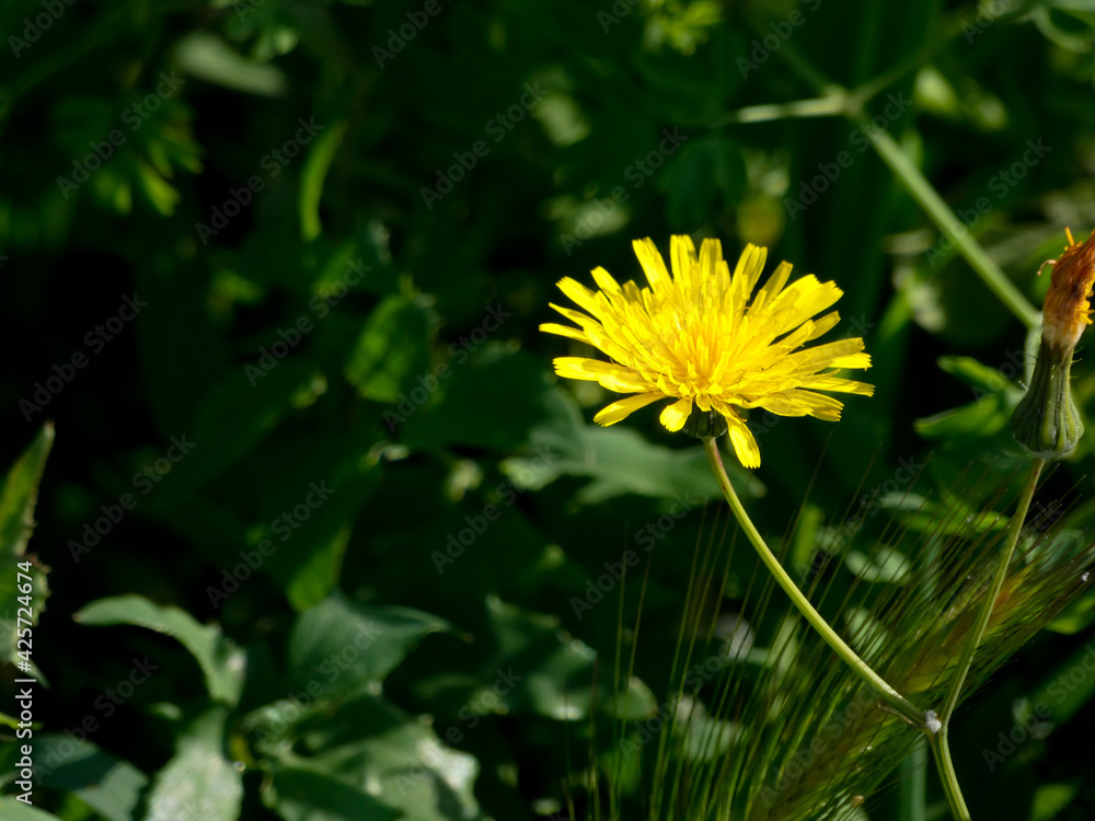 Wild flowers and herbs Wild flowers and herbs