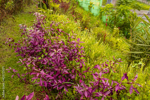 Yellowish green and purple plants 