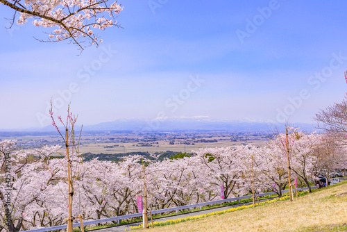 宮城県北部の加護坊山　桜満開