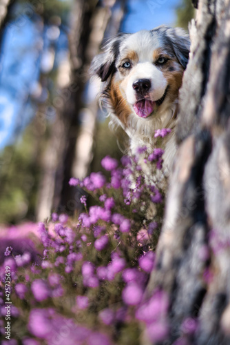 Cute Australian Shepherd dog hiding behind a tree with heather flowers in the foreground and background