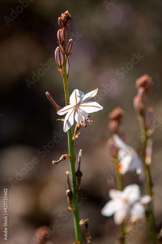 Macrophotographie de fleur sauvage - Asphodèle fistuleux - Asphodelus fistulosus photo