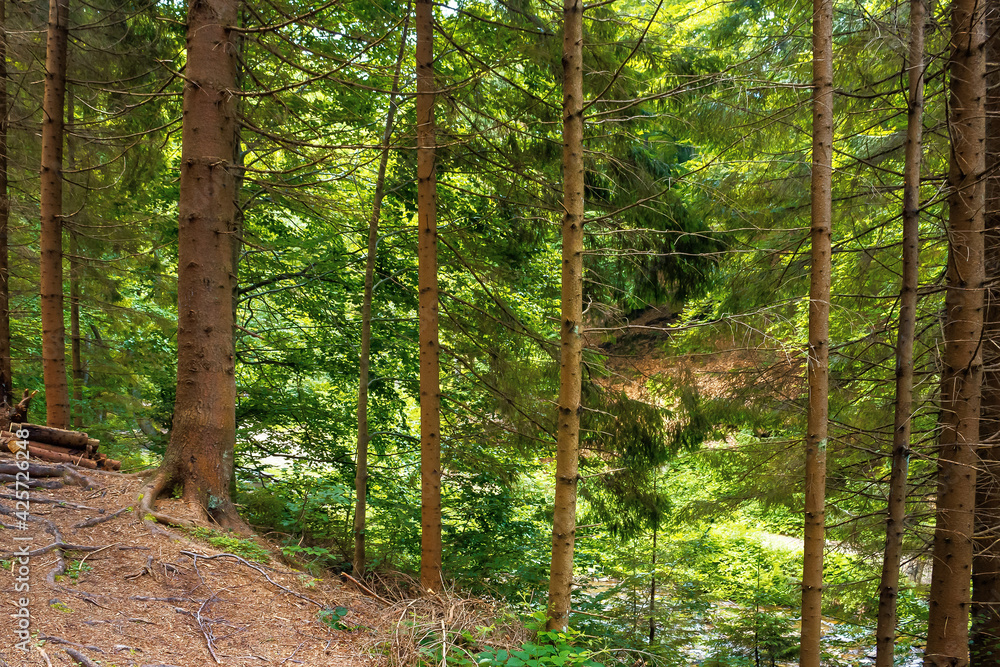 coniferous forest in summer. path among the trees. beautiful nature scenery on a sunny day coniferous forest in summer. path among the trees. beautiful nature scenery on a sunny day