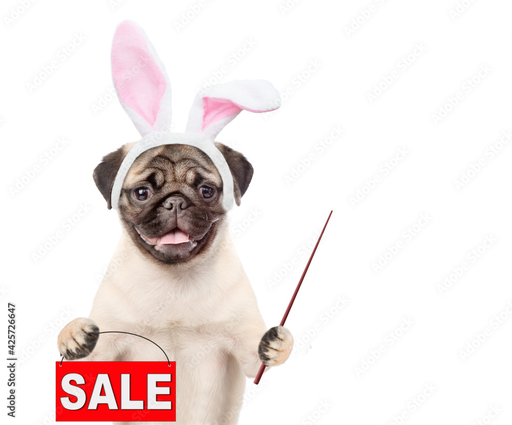 Pug puppy wearing easter rabbits ears holds sales symbol and points away on empty space. Isolated on white background