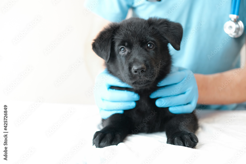 Adorable cute black puppy at hands vet in hospital with doctors looking at camera. veteriner man holding shepherd in clinic on white background Adorable cute black puppy at hands vet in hospital with doctors looking at camera. veteriner man holding shepherd in clinic on white background
