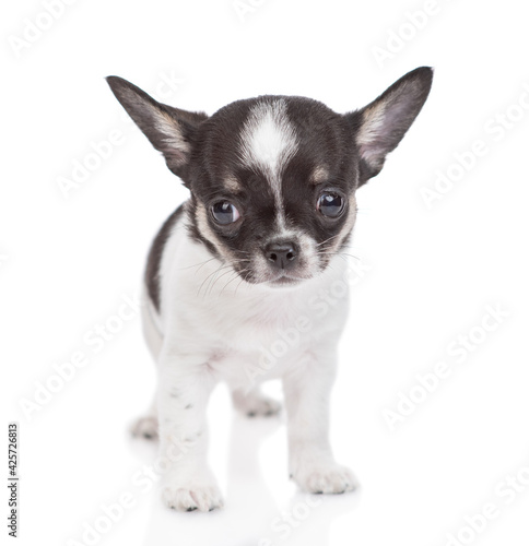 Chihuahua puppy stands in front view and looks at camera. isolated on white background