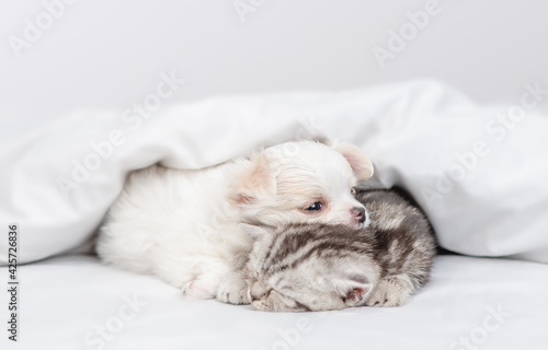 Chihuahua puppy and tabby kitten sleep together under white warm blanket on a bed at home © Ermolaev Alexandr