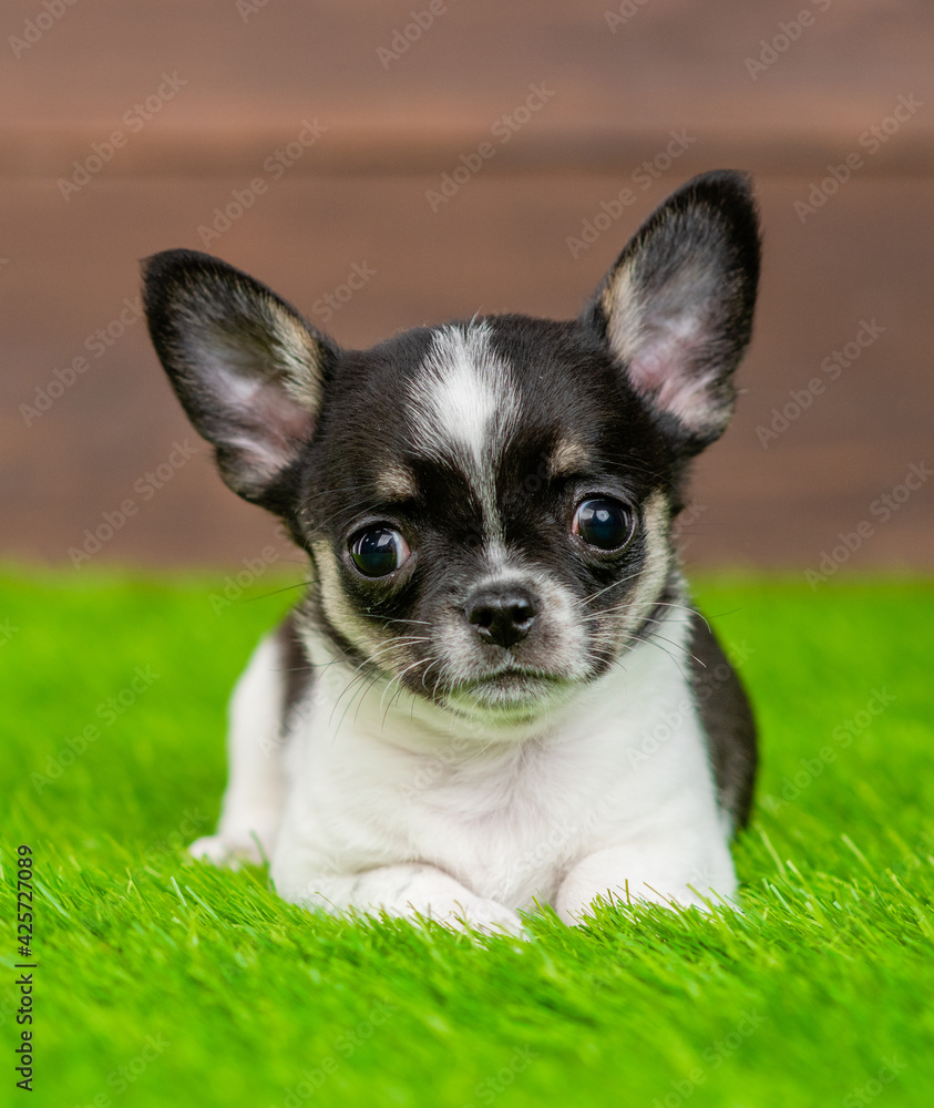 Chihuahua  puppy lying on green summer grass and looks at camera