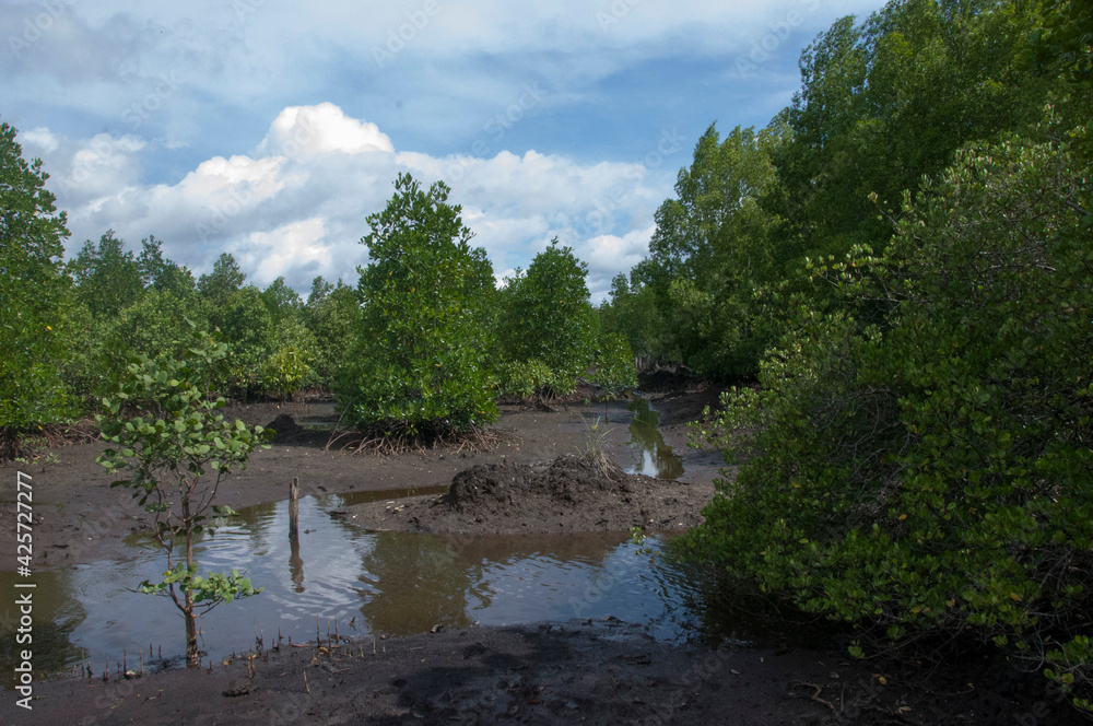 river in the forest mangrove