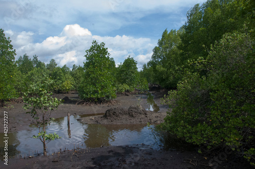 river in the forest mangrove