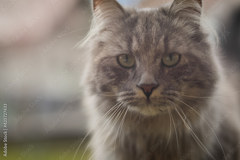 Portrait of young gray fluffy cat is playing in the garden, exploring through the grass. Portrait of young gray fluffy cat is playing in the garden, exploring through the grass.