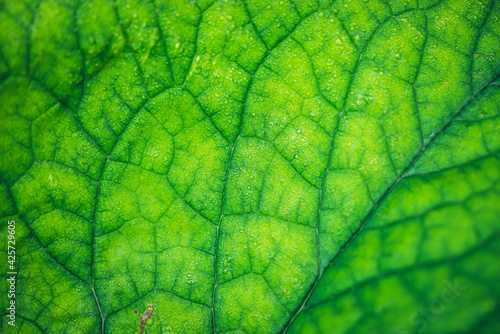 Vivid natural texture of wet green leaf with veins. Minimalist nature background with dew drops on green leaf surface. Beautiful minimal backdrop with droplets on leaf in macro. Nature texture of leaf