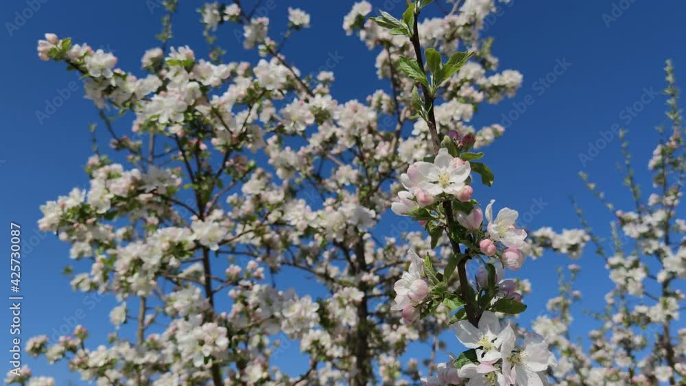 Primer plano y detalle de flores de un árbol almendro al principio de la floración en primavera Primer plano y detalle de flores de un árbol almendro al principio de la floración en primavera
