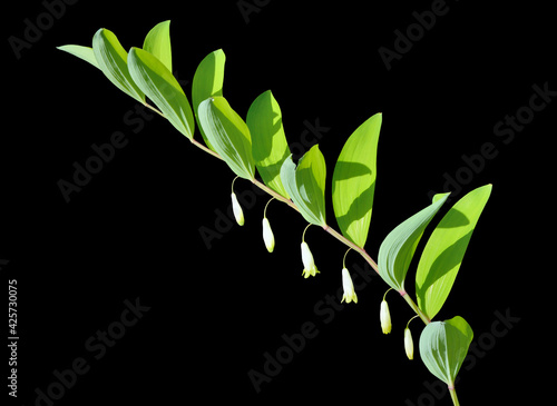 Herb solomon’s seal (Poligonatum)