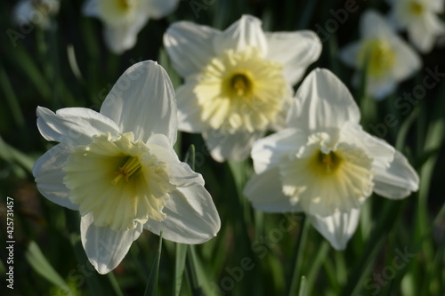 Weisse Narzissen, Narzissenblüte  (Narcissus Pseudonarcissus), Deutschland