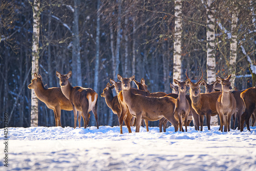 Wallpaper Mural Reindeer herd, Red deer in the winter forest, national park. wildlife, nature conservation. Cervus elaphus on a cold winter day. Beautiful deer in its natural habitat in the winter forest, wildlife Torontodigital.ca