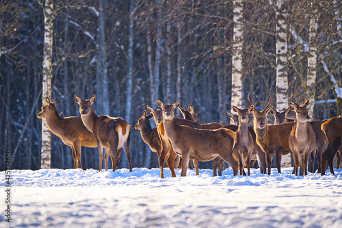 Reindeer herd, Red deer in the winter forest, national park. wildlife, nature conservation. Cervus elaphus on a cold winter day. Beautiful deer in its natural habitat in the winter forest, wildlife