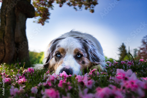 Australian Shepherd sheepdog laying down on the grass at the flower field photo