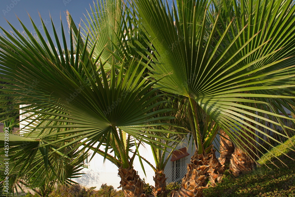 Obraz premium Palm tree in a condominium in Torrox