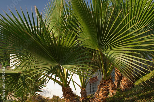 Palm tree in a condominium in Torrox