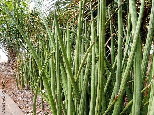 A Sansevieria Stuckyi from the genus Asparagaceas from tropical Africa.