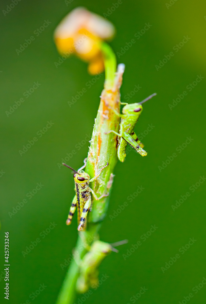 Grasshopper at green leaf in its habitat Grasshopper at green leaf in its habitat
