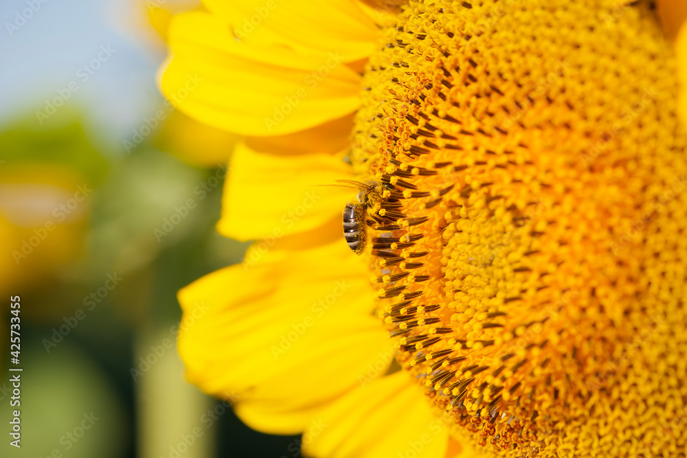 a bee in yellow pollen sits on a sunflower. honey bee close-up on a sunflower flower collecting honey in the summer season, the benefits of insects in nature. place for text, macro photography a bee in yellow pollen sits on a sunflower. honey bee close-up on a sunflower flower collecting honey in the summer season, the benefits of insects in nature. place for text, macro photography