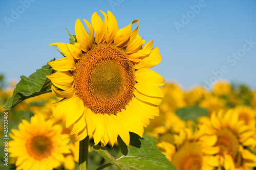 Fototapeta Naklejka Na Ścianę i Meble -  large yellow sunflower for background. Yellow sunflowers in sunlight. good harvest concept, bright sunny flower. farming, vegetable garden, field, growing seeds for oil. close-up