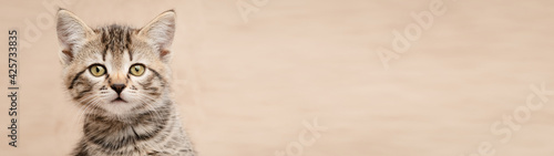 Close-up head of cute tabby kitten banner with copy space