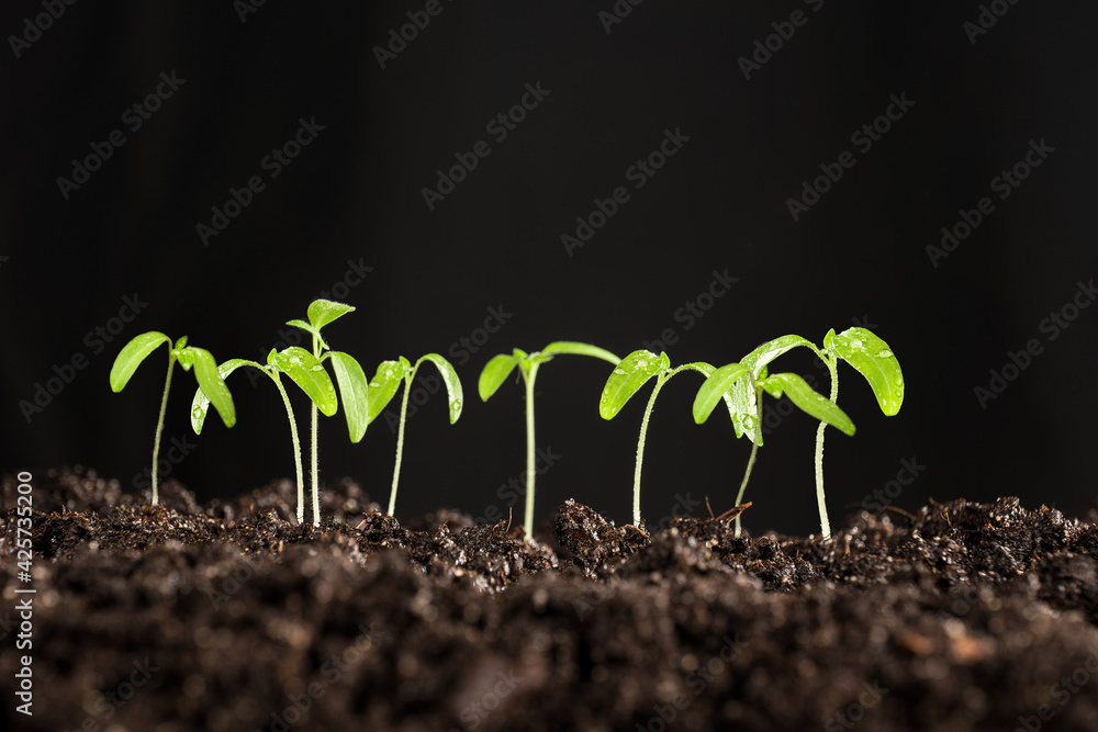 Fototapeta premium small tomato plant topping with water