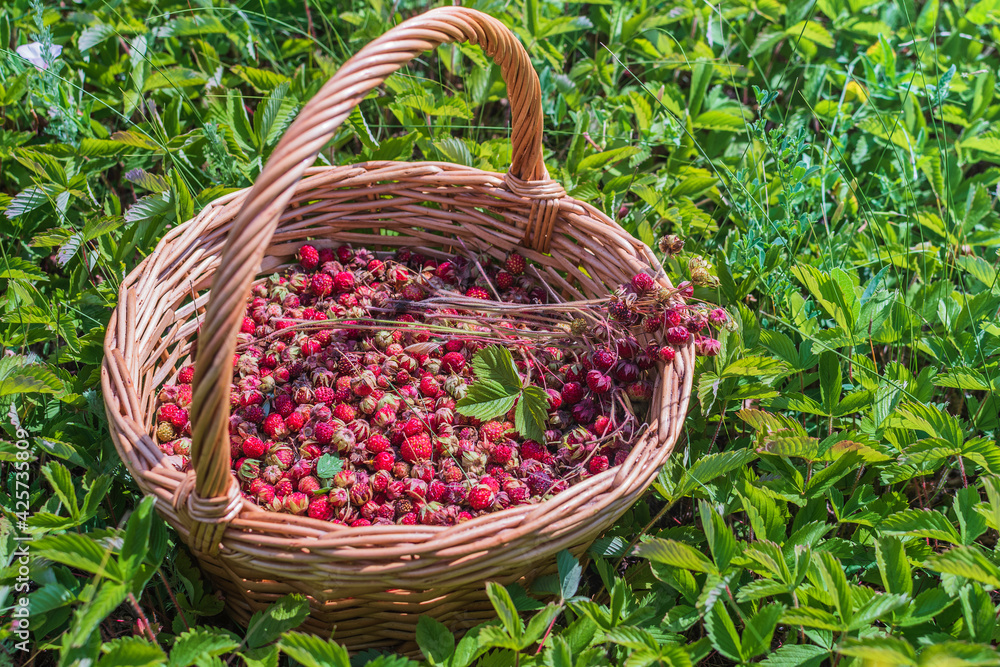 A full basket of strawberries standing on a lush green grass on a summer sunny day. A basket of red berries on the ground in a summer garden. A full basket of strawberries standing on a lush green grass on a summer sunny day. A basket of red berries on the ground in a summer garden.