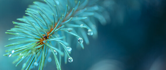 Blue spruce with drops of snow melting, macro. Spring nature scenery. Drops of rain on the needles of the spruce branch close up. Spring nature background.