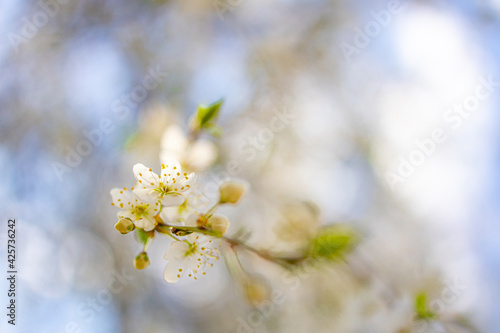 Spring banner, branches of blossoming cherry with bright background. Dream nature outdoor blur. Pink sakura flowers, dreamy romantic spring, landscape panorama. Sun rays, relax floral view