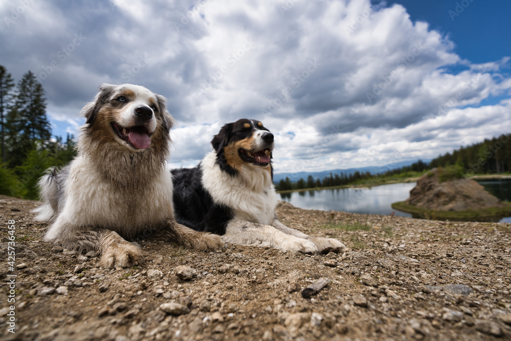 Australian Shepherd dogs relaxing at the riverside Mur in front of a blue cloudy background with water Australian Shepherd dogs relaxing at the riverside Mur in front of a blue cloudy background with water