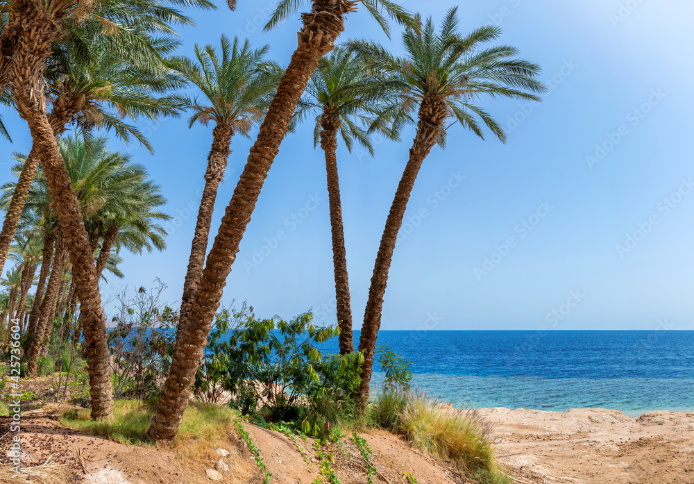 Panoramic view of exotic tropical beach with palm trees and blue sea. Summer vacation and tropical beach concept.	