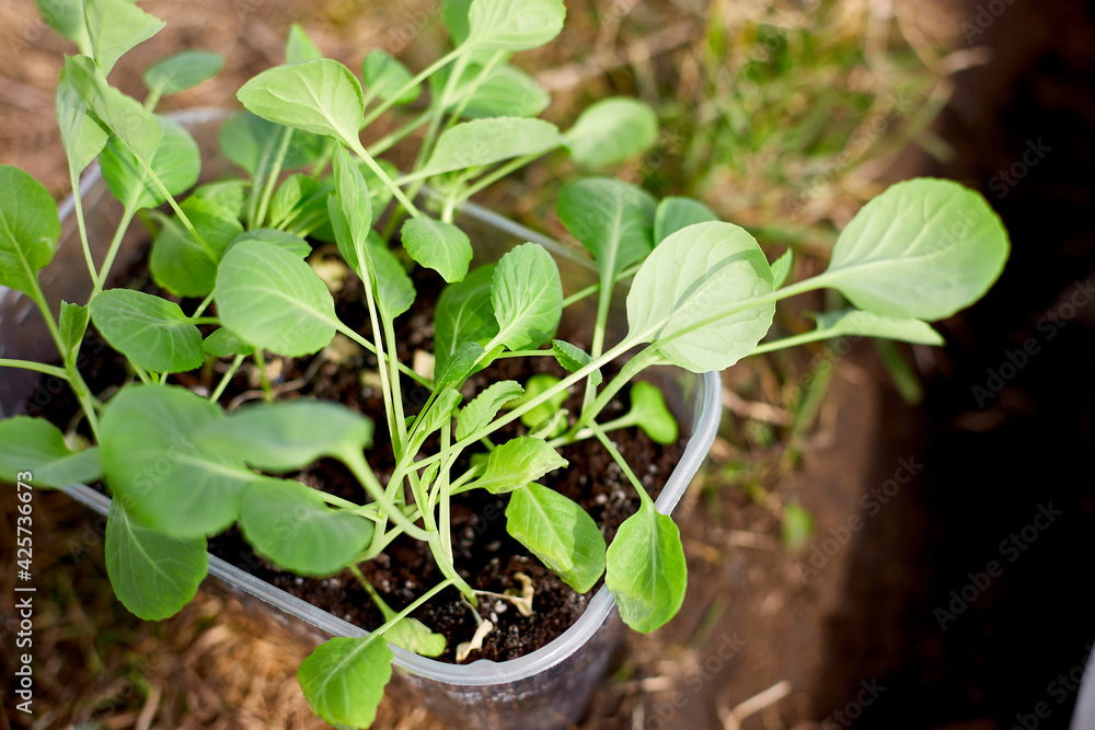 Cabbage seedlings on the potting bench, working on farm Cabbage seedlings on the potting bench, working on farm
