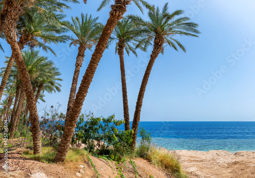 Panoramic view of exotic tropical beach with palm trees and blue sea. Summer vacation and tropical beach concept. 