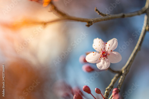 Spring border or background art template with spring pink blossom. Beautiful nature scene with blooming tree and sun flare. Idyllic springtime nature closeup, romantic flowers soft texture