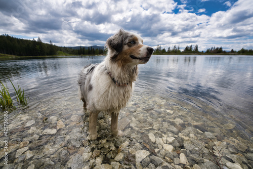 Australian Shepherd dogs relaxing at the riverside Mur in front of a blue cloudy background with water photo